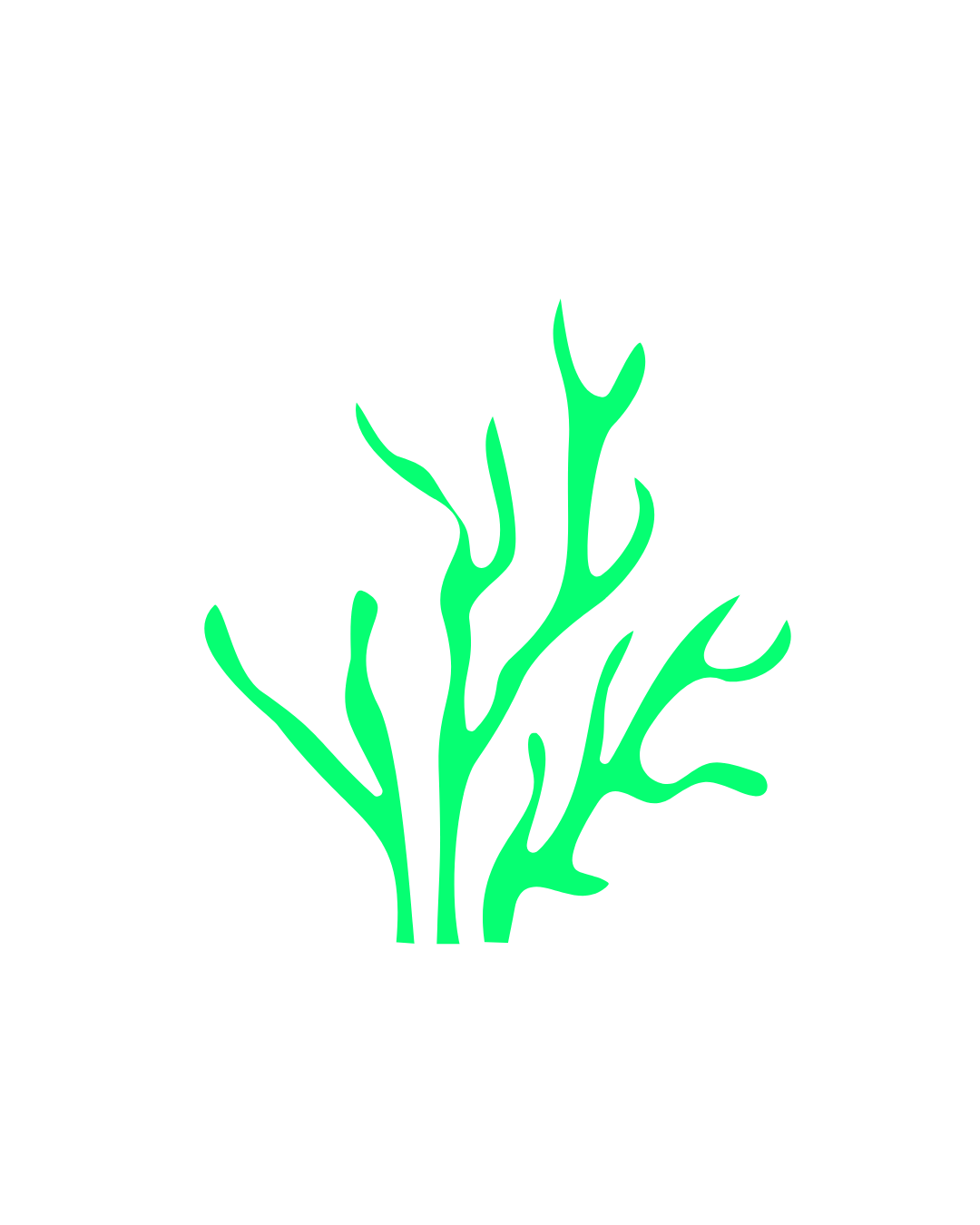 Seaweed Image